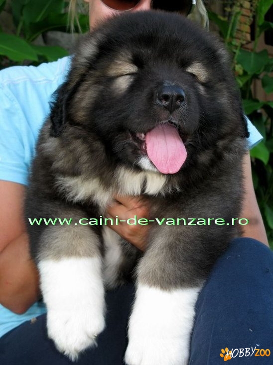 Ciobanesc  Caucazian de vanzare 