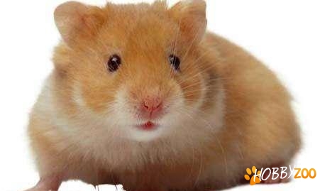 rozatoare hamsteri sirieni