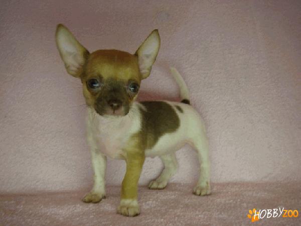 pui chihuahua rasa pura