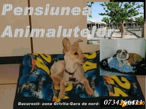 Pensiunea Animalutelor