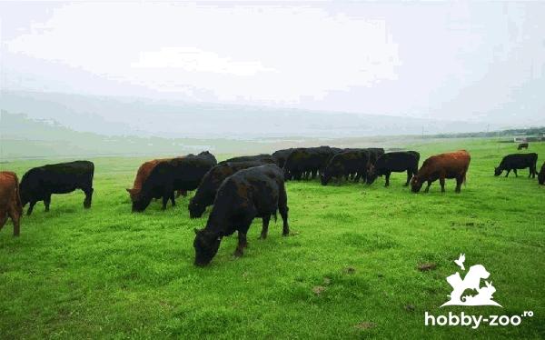 Fermă de reproducție din rasa angus