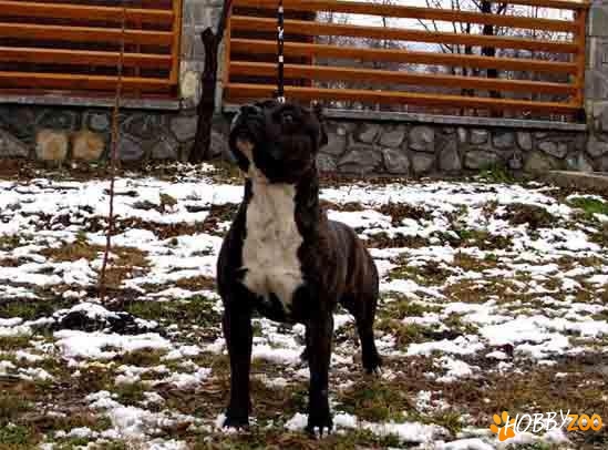 Mascul amstaff cu pedigree