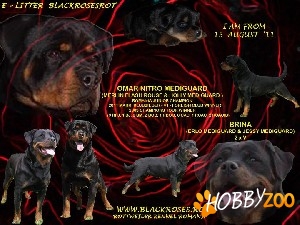 Canisa Blackrosesrot 