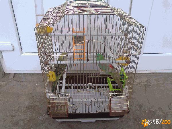 Papagali cantatori foarte frumosi