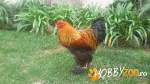 Gaini si cocosi Brahma viu colorati