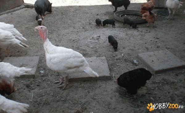 purcelusi vietnamezi vaccinati