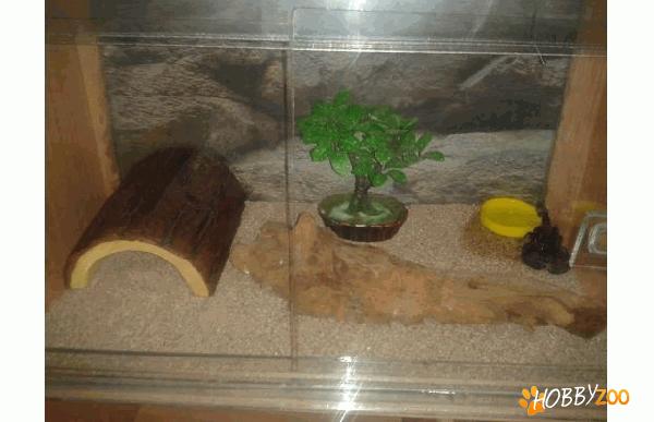 Scorpion mascul cu terariu