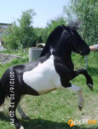 Ponei Shetland talie mare