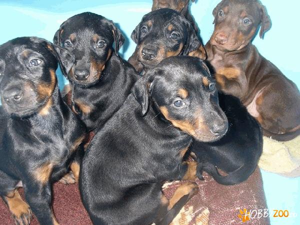 Vand pui doberman, 9 saptamani