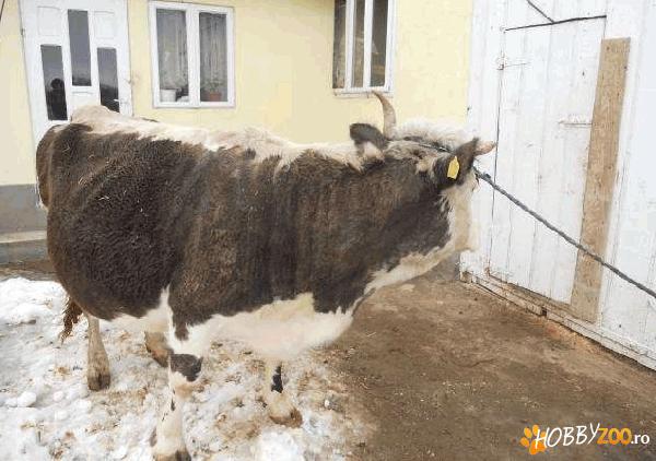 vand vaca gestanta    