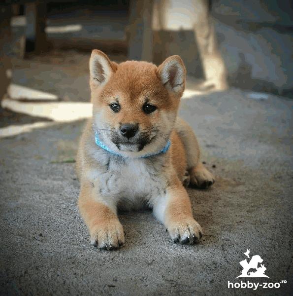 Shiba Inu – Pui frumoși