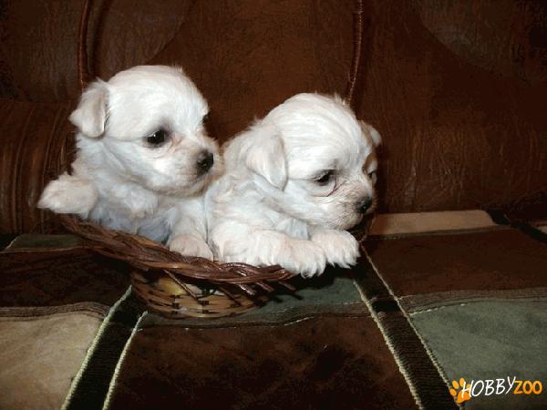 vand pui bichon havanese 