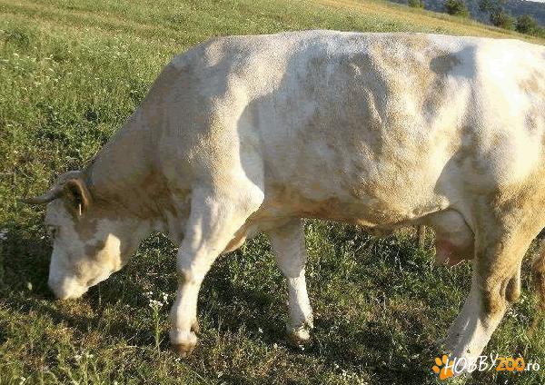 ofer vaca baltata romaneasca