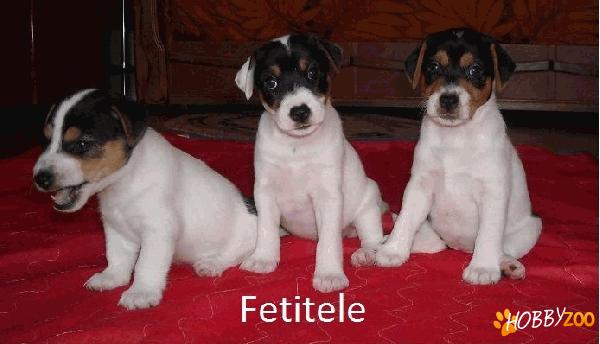 Vand pui Jack Russell Terrier