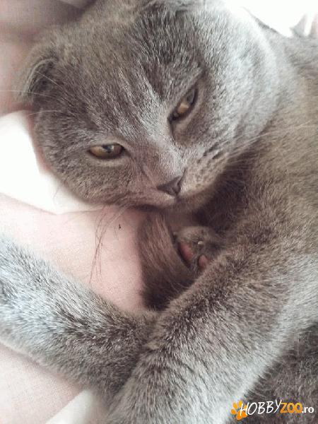 Motanel de Scottish Fold Shorthair