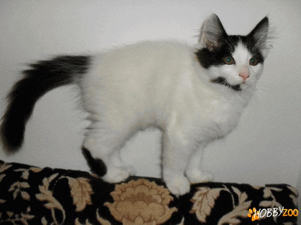 Ofer spre adoptie 3 pisicuti frumusei