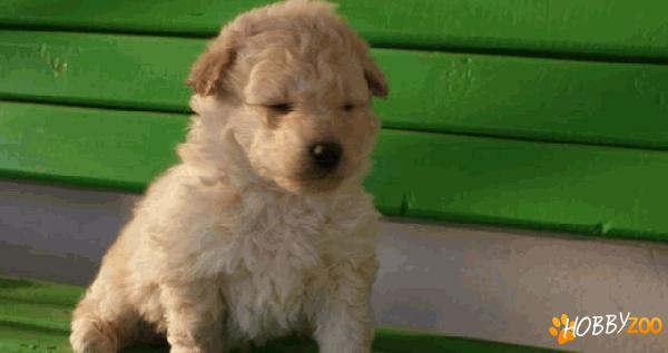 pui bichon maltese albi vaccinati