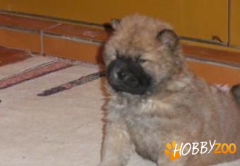 chow chow de vanzare