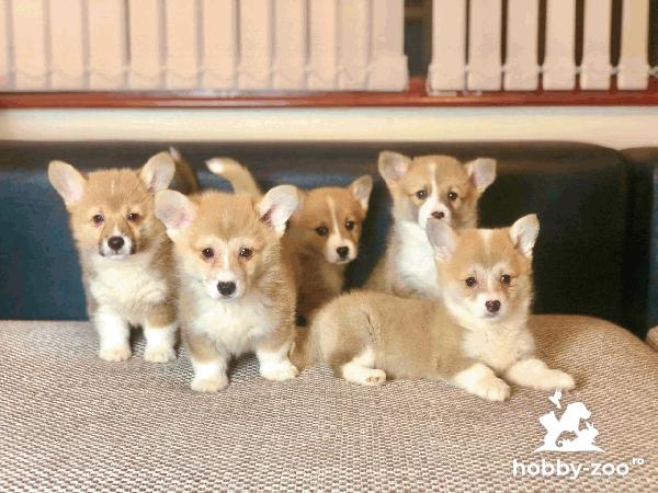 Cățeluși Welsh Corgi Pembroke