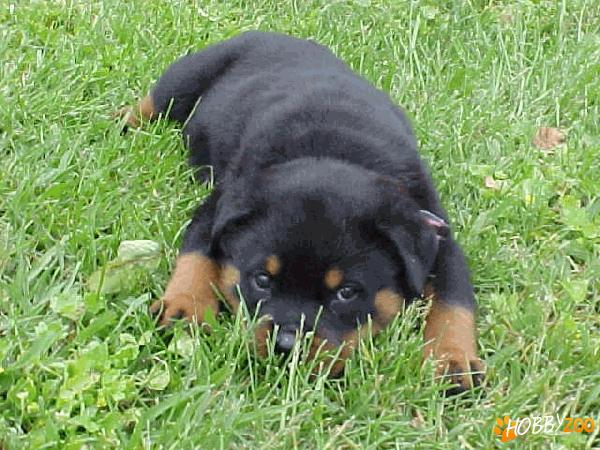 Vand pui de Rottweiler. Varsta: 1 luna