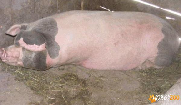 porc crescut  furaje naturale