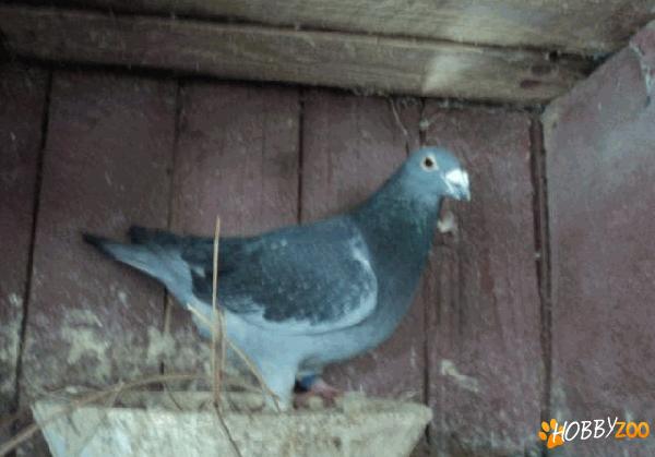 porumbei voiajori lot matca