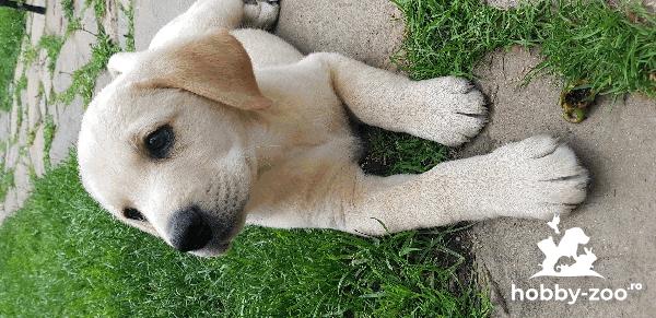 Labrador Retriver, labrador