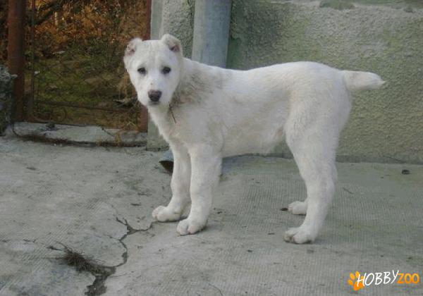 femela ciobanesc asiatic