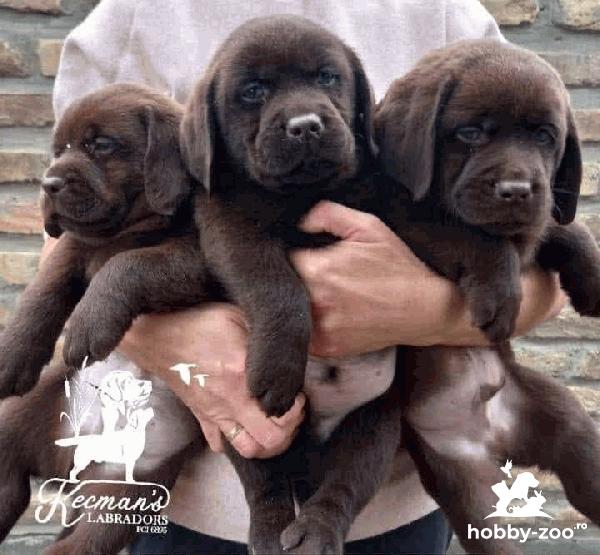 Pui de Labrador Retriever, culoare ciocolată