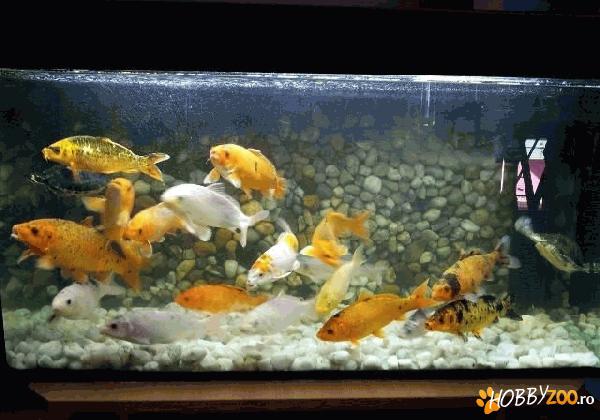 acvariu 200 litri cu capac