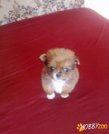 Bichon Toy  jucarie pentru casa 