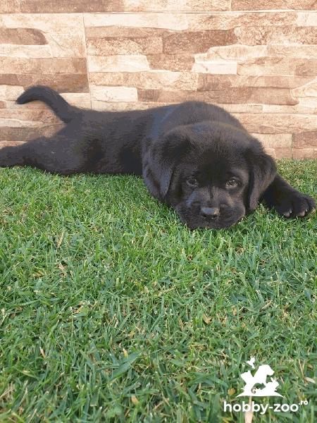 Labrador retriever 2 fetite de 7 saptamani culoare negru 