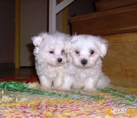Vindem catelusi Bichon Maltese e