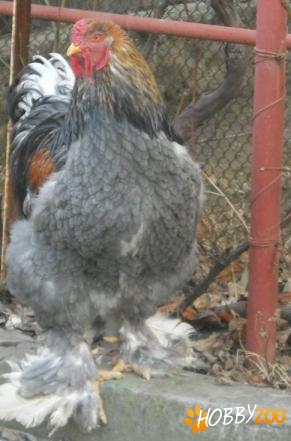 Cocos brahma pentru reproducere