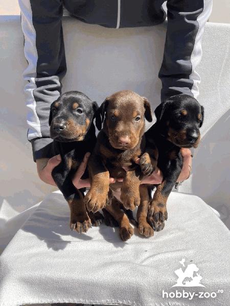 Doberman cățeluși de vânzare