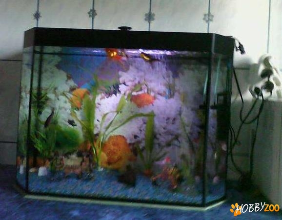 acvariu pesti complet utilat