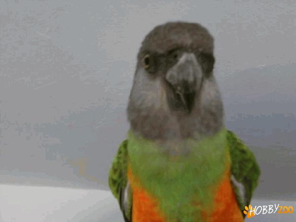 papagal de Senegal bland