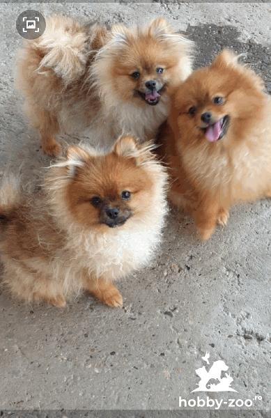 Pomeranian Spitz cățeluși