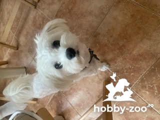 Monta Bichon Maltez talie medie 