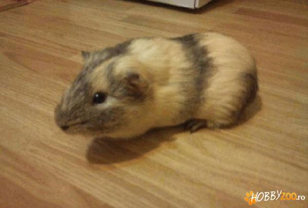 vand porcusor de guinea