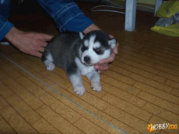 CATELUSI HUSKY SIBERIAN