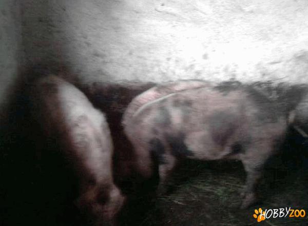 porci scrofite bune de prasila