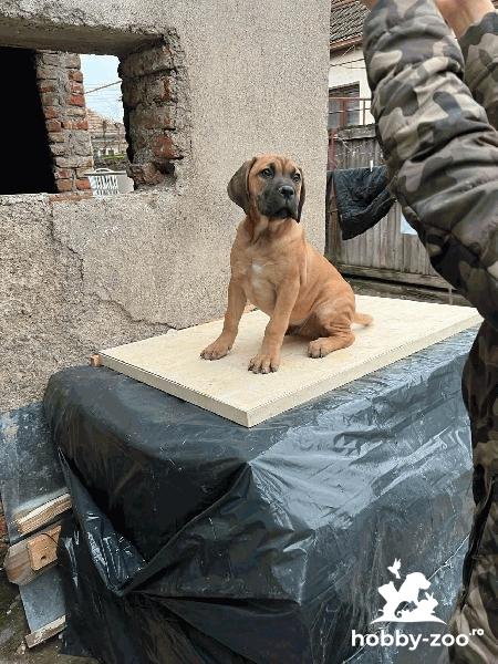 Cane Corso din linia Rothorm