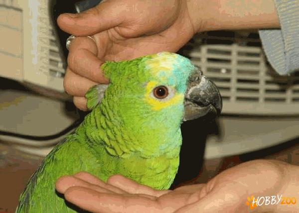 Amazonian cu frunte albastra