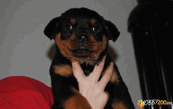 Caine rottweiler 7 saptamani