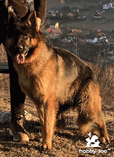 Monta Ciobănesc german mascul cu pedigree rasa pură 