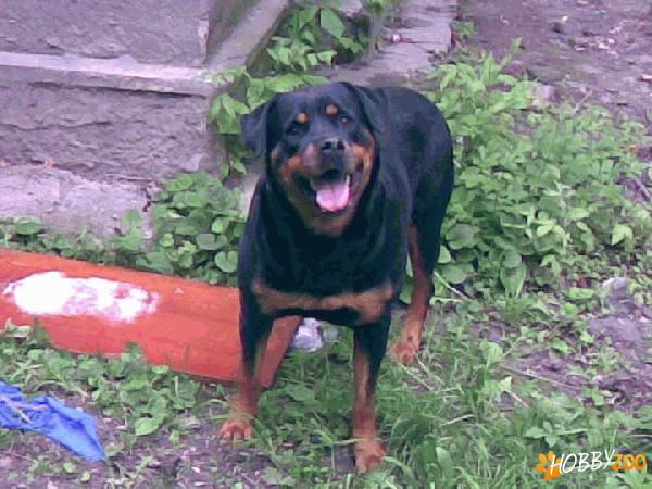 Vand Rottweiler Mascul