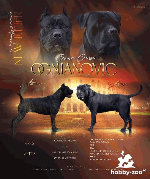 Cane Corso catelusi de vanzare