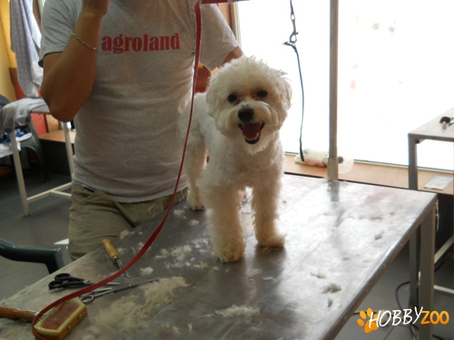 Cosmetica si frizerie Clean Pet