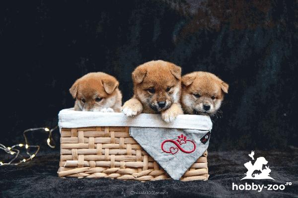 Shiba inu catelusi de vanzare